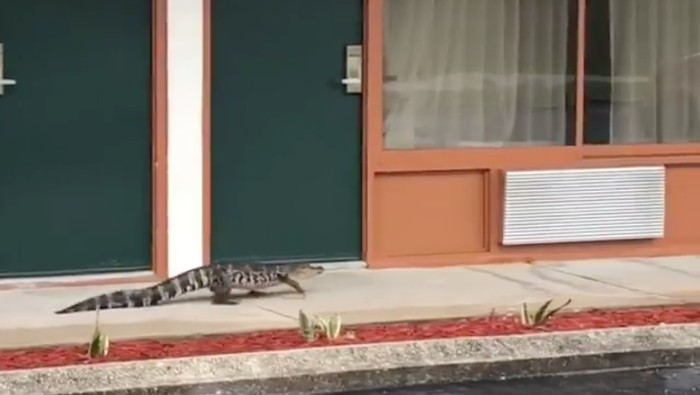 Aligator Mendadak Muncul dan Jalan Santai di Depan Motel di AS
