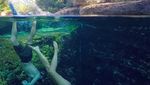 Foto: Kolam Cantik Tapi Mematikan