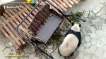 Foto: Hubungan Benci Tapi Cinta Panda di China dengan Ayunan