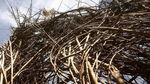 Foto: Ada Sarang Burung Raksasa di Amerika