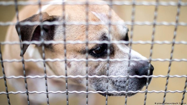 Kisah Chico, Anjing Jerman yang Harus Disuntik Mati Kisah Chico, Anjing Jerman yang Harus Disuntik Mati
