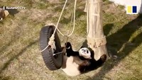 Seekor panda di Taman Hutan Zoologi Shenyang, China, punya hubungan ‘benci tapi cinta’ dengan ayunan. Dia senang sekali menaiki ayunan, mulai dari yang terbuat dari kayu hingga dari ban bekas. Namun, tiap kali dia naik ke ayunan, dia malah terguling. Terguling dan terguling lagi. (Foto: Dok. Reuters via SCMP)