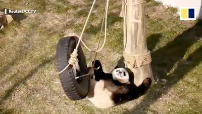 Foto: Hubungan Benci Tapi Cinta Panda di China dengan Ayunan
