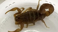 Seorang turis asal Worcestershire, Inggris, dikagetkan oleh temuan kalajengking berbisa di dalam kopernya. Kala itu dia memang baru pulang dari perjalanan ke Namibia, Afrika. Kalajengking itu berjenis Babycurus jacksoni atau biasa dikenal sebagai kalajengking kulit merah dan ekor tebal berkarat. Kalajengking itu disebut dapat menimbulkan sengatan tidak fatal dan seperti sengatan listrik.  (Foto: Dok. SWNS via Fox News)