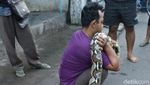 Foto: Ular Sanca ini Melawan Saat Akan Ditangkap Warga