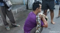 Untuk membawa Sanca ini dibutuhkan beberapa pria untuk mengangkatnya/Foto: Andhika Dwi