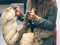 Potret Si Cantik Putri Steve Irwin Gaul dengan Hewan Liar