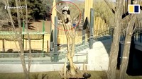 Pihak Taman Hutan Zoologi Shenyang menyebut panda tersebut memang sangat senang bermain dengan ayuanan.  (Foto: Dok. Reuters via SCMP)