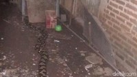 Beruntung, pemilik rumah tahu saat Sanca yang diduga dari saluran air ini masuk ke dalam rumah/Foto: Andhika Dwi