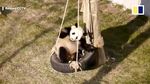 Foto: Hubungan Benci Tapi Cinta Panda di China dengan Ayunan