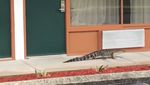 Detik-detik Aligator Jalan Santai di Depan Motel hingga Ditangkap