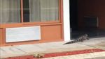 Detik-detik Aligator Jalan Santai di Depan Motel hingga Ditangkap