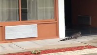 Aligator itu lalu berbelok ke lorong lain.