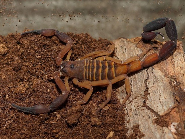 5 Fakta Menarik Soal Kalajengking, Serangga yang Racunnya Sangat Mahal