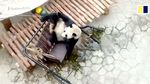 Foto: Hubungan Benci Tapi Cinta Panda di China dengan Ayunan