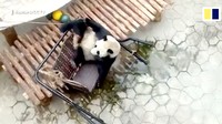 Ayunan yang dinaikinya mulai dari yang terbuat dari kayu hingga ban bekas. (Foto: Dok. Reuters via SCMP)