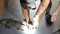 Aligator itu lalu ditangkap