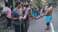 Sanca berukuran besar ini bahkan sempat melawan ketika akan ditangkap warga/Foto: Andhika Dwi
