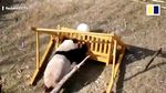 Foto: Hubungan Benci Tapi Cinta Panda di China dengan Ayunan