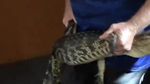 Detik-detik Aligator Jalan Santai di Depan Motel hingga Ditangkap