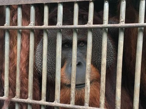 BKSDA DKI Kirim Orangutan dan Beruang ke Kalteng untuk Dikarantina