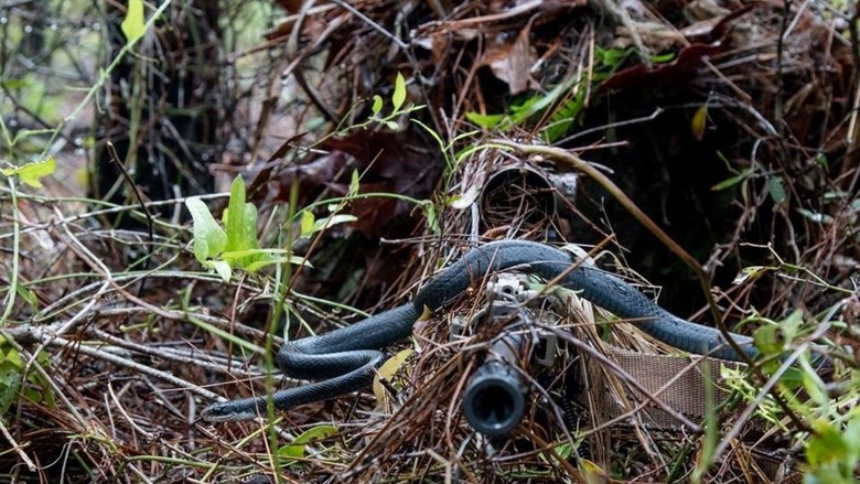 Foto Menakjubkan Saat Ular Melintasi Senapan Sniper AS Foto Menakjubkan Saat Ular Melintasi Senapan Sniper AS