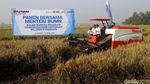 Menteri Rini Panen Raya 4000 Ton Gabah di Karawang