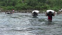 Saat musim panen tiba, puluhan karung gabah, mereka panggul satu persatu seberangi sungai, meski arusnya deras. 