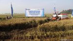 Menteri Rini Panen Raya 4000 Ton Gabah di Karawang