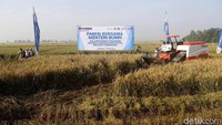 Untuk mendukung kualitas hasil panen petani, PT Pupuk Indonesia (Persero) melalui anak usahanya PT Pupuk Indonesia Pangan mendirikan suatu unit pengolahan beras, Rice Milling Unit di Desa Kuawargi, Kecamatan Rawamerta, dimana gabah kering hasil panen diolah menjadi beras berkualitas dengan tujuan memperoleh nilai tambah bagi petani maupun perusahaan.