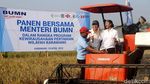 Menteri Rini Panen Raya 4000 Ton Gabah di Karawang