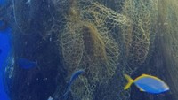 Sebuah jaring ‘hantu’ ditemukan di Laut Karibia. Jaring tersebut telah ‘membunuh’ ratusan ikan yang terperangkap di dalamnya. Ikan-ikan termasuk hiu masuk ke dalam jeratnya.   (Foto: Dok. Dominick Martin-Mayes and Pierre Lesieur via The Independent)