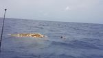 Ada Jaring Hantu di Laut Karibia, Ratusan Ikan Termasuk Hiu Mati