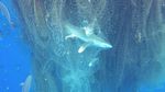 Ada Jaring Hantu di Laut Karibia, Ratusan Ikan Termasuk Hiu Mati