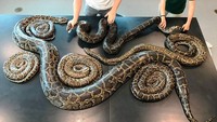 Sebanyak 7 ekor ular piton terpergok pesta seks di Florida, Amerika Serikat. Penemuan ini berkat alat pelacak yang ditanam di seekor ular piton. (Foto: Conservancy of Southwest Florida)