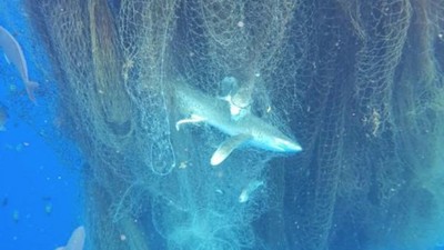 Ada Jaring Hantu di Laut Karibia, Ratusan Ikan Termasuk Hiu Mati