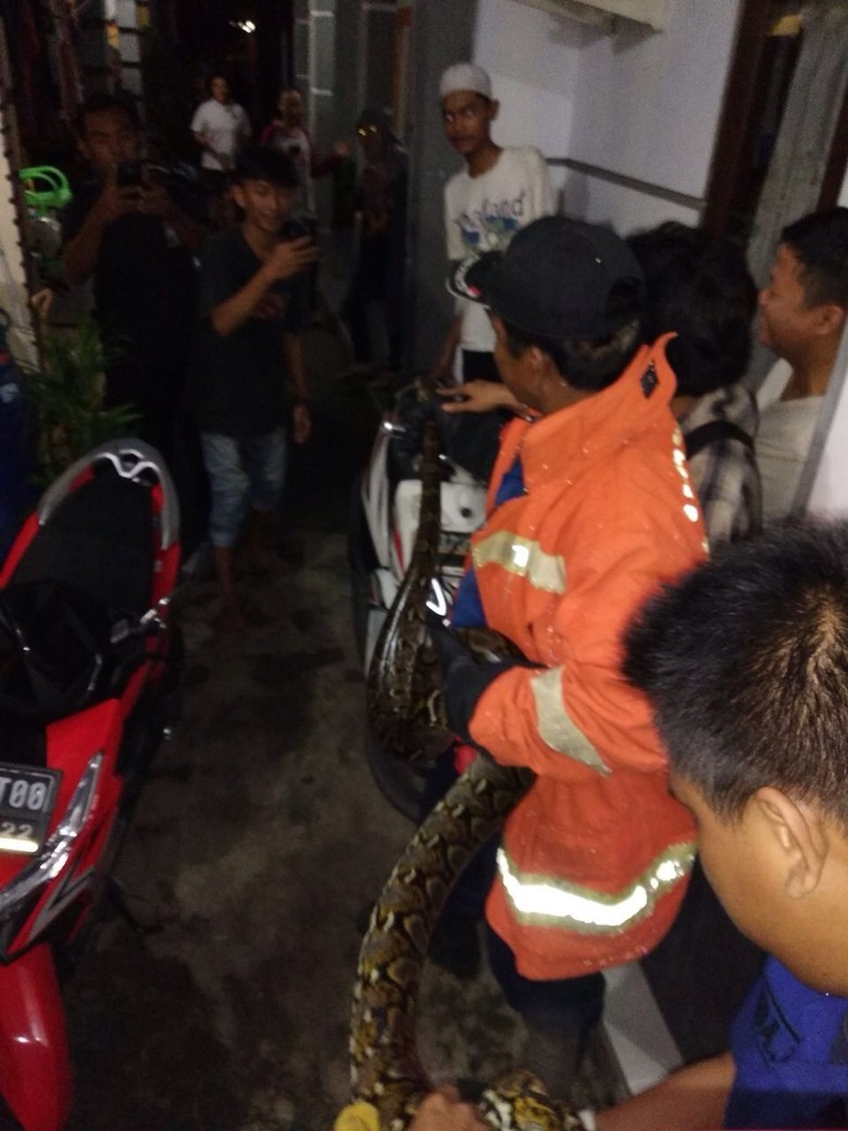 Bikin Kaget, Sanca 3 Meter Ngumpet di Teras Rumah Pasar Rebo Bikin Kaget, Sanca 3 Meter Ngumpet di Teras Rumah Pasar Rebo
