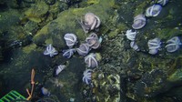 Sekelompok ibu gurita raksasa ini berada di Samudra Pasifik dan 100 mil di lepas pantai Kosta Rika. Foto: dok. Phil Torres and Geoff Wheat