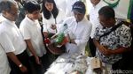 Menteri Rini Panen Raya 4000 Ton Gabah di Karawang