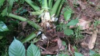 Kawanan babi hutan mulai menyerang sebagian lahan pertanian di Purworejo, Jawa Tengah. Akibatnya banyak tanaman terutama palawija yang rusak diobrak-abrik oleh babi hutan. Warga pun mulai resah karena kawanan babi hutan itu berpotensi mengakibatkan gagal panen. (Foto: Rinto Heksantoro/detikcom)