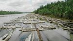 Foto: Penemuan Ribuan Kayu Illegal Logging di Sungai Musi