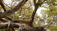 Selain itu cairan insektisida juga diberikan ke pohon tersebut. Foto: dok. BBC