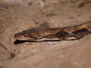 Wih! Warga di Denpasar dan Tegal Ngabuburit Bareng Reptil