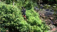 Warga sempat memasang dinding-dinding batu di sekitaran sumber air panas hingga menyerupai sebuah kolam berukuran 2x4 meter. Tapi sekarang sudah tidak terawat lagi. (Dadang/detikTravel)