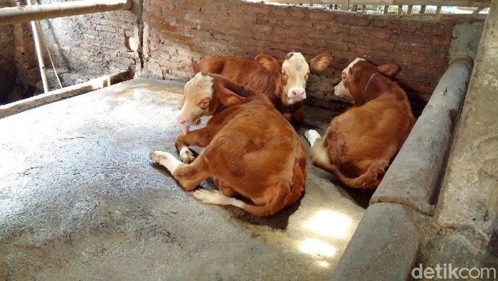 Seekor sapi metal, jenis sapi potong melahirkan 3 pedhet di Sleman