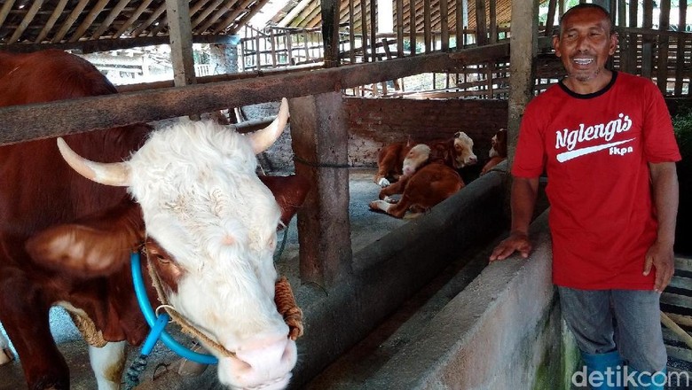 Kliyem, Klinem dan Klinah, Anakan Sapi Kembar 3 di Sleman Kliyem, Klinem dan Klinah, Anakan Sapi Kembar 3 di Sleman