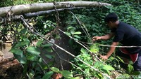 Terletak di lahan tak bertuan di sekiran bantaran Sungai Ciharus, mata air panas ini ditutupi rerumputan yang banyak tumbuh di jalan akses menuju sumber air panas. (Dadang/detikTravel)