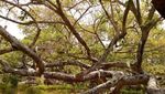Pohon Beringin 700 Tahun di India Terancam Serangan Serangga