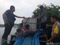 Evakuasi Harimau Bonita setelah ditangkap.