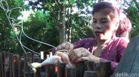 Ida Ayu Putu Diyatmini sedang memberi makan hewan Bali Zoo (Nandhang Astika/detikTravel)